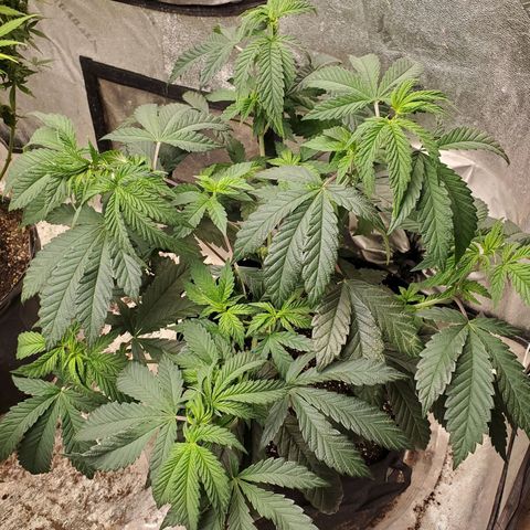Vanilla Drip 1🍦 [6/24] growlog timeline photo