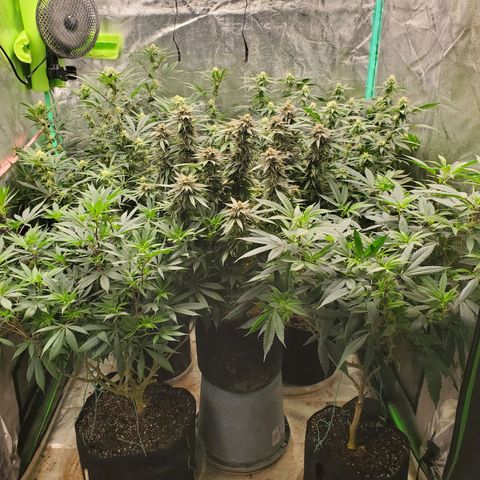 Dragon Mints 4💥 [4/29] growlog timeline photo