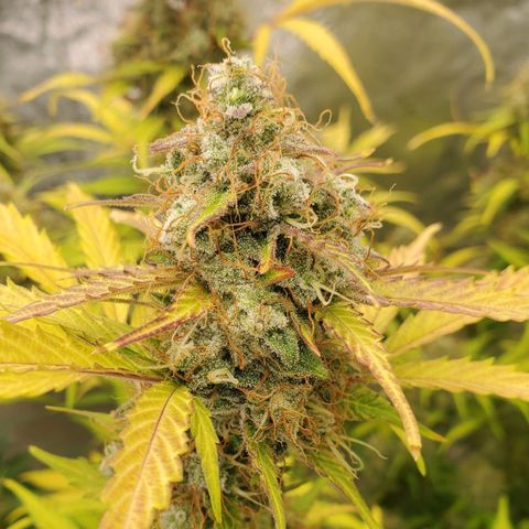 Wedding Cake Auto 1 [3/4] growlog timeline photo