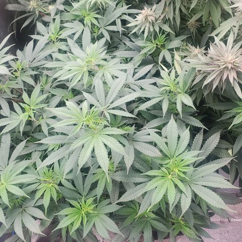 Dragon Mints 4💥 [4/29] growlog timeline photo