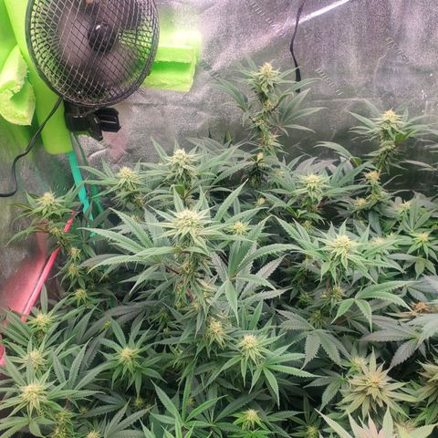 Scooby Snacks 1i 🐕 [4/15] growlog timeline photo