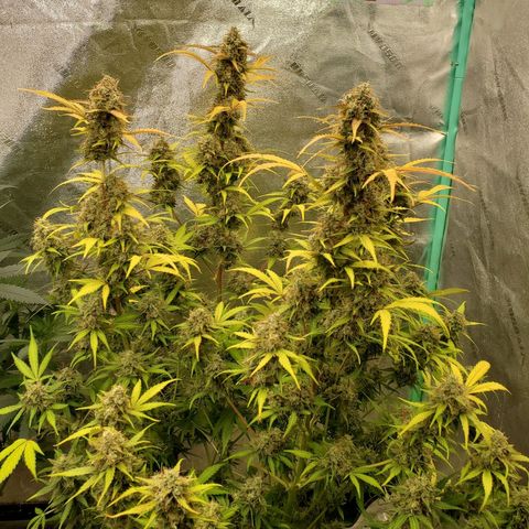 Wedding Cake Auto 1 [3/4] growlog timeline photo