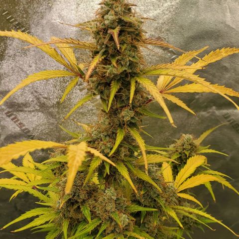 Wedding Cake Auto 1 [3/4] growlog timeline photo