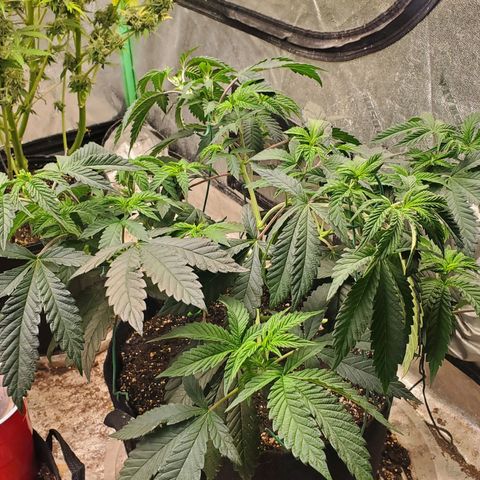 Vanilla Drip 1🍦 [6/24] growlog timeline photo