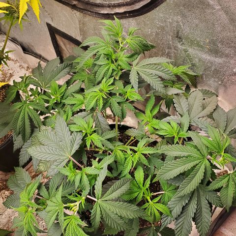 Vanilla Drip 1🍦 [6/24] growlog timeline photo