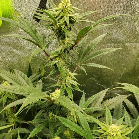 Scooby Snacks 1i 🐕 [4/15] growlog timeline photo