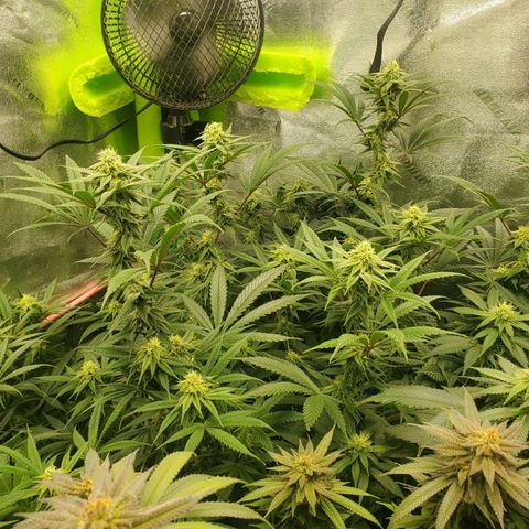 Scooby Snacks 1i 🐕 [4/15] growlog timeline photo