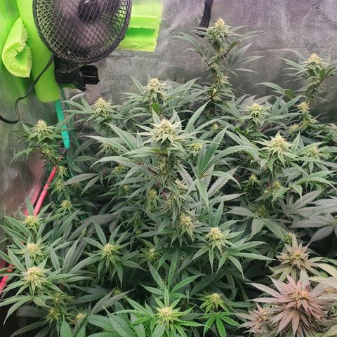 Scooby Snacks 1i 🐕 [4/15] growlog timeline photo