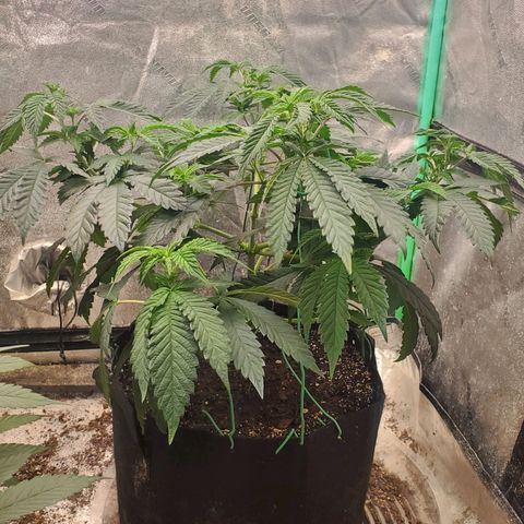 Vanilla Drip 1🍦 [6/24] growlog timeline photo