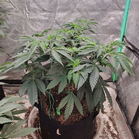 Vanilla Drip 1🍦 [6/24] growlog timeline photo