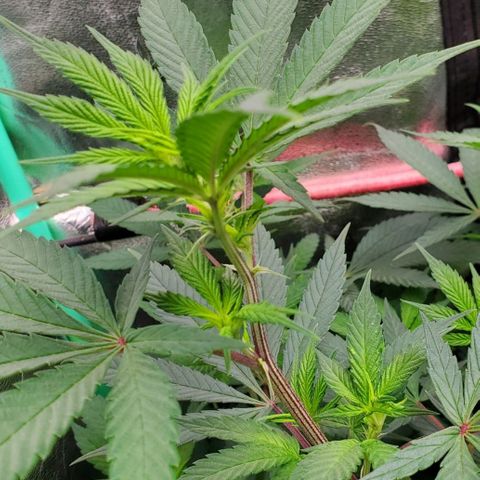Dragon Mints 4💥 [4/29] growlog timeline photo
