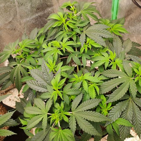 Vanilla Drip 1🍦 [6/24] growlog timeline photo