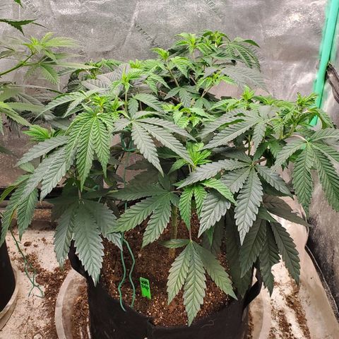 Vanilla Drip 1🍦 [6/24] growlog timeline photo