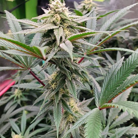 Scooby Snacks 1i 🐕 [4/15] growlog timeline photo