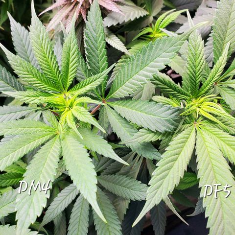 Dragon Mints 4💥 [4/29] growlog timeline photo