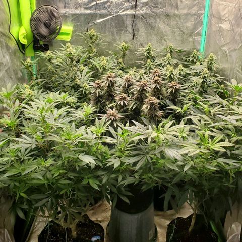 Dragon Mints 4💥 [4/29] growlog timeline photo
