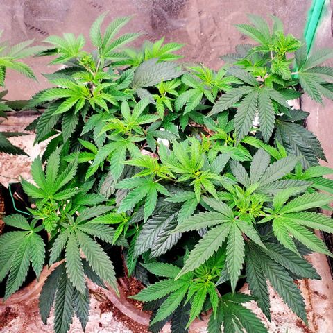 Vanilla Drip 1🍦 [6/24] growlog timeline photo