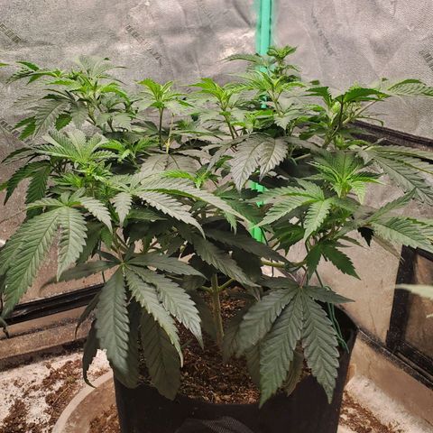 Vanilla Drip 1🍦 [6/24] growlog timeline photo