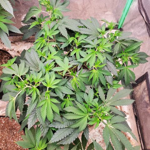 Vanilla Drip 1🍦 [6/24] growlog timeline photo