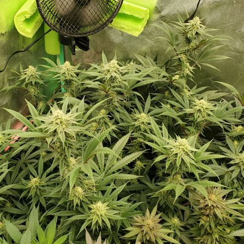 Scooby Snacks 1i 🐕 [4/15] growlog timeline photo