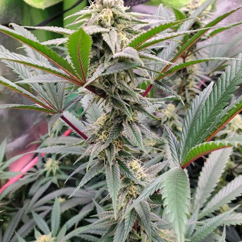 Scooby Snacks 1i 🐕 [4/15] growlog timeline photo