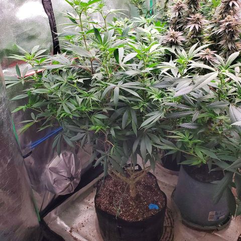 Dragon Mints 4💥 [4/29] growlog timeline photo