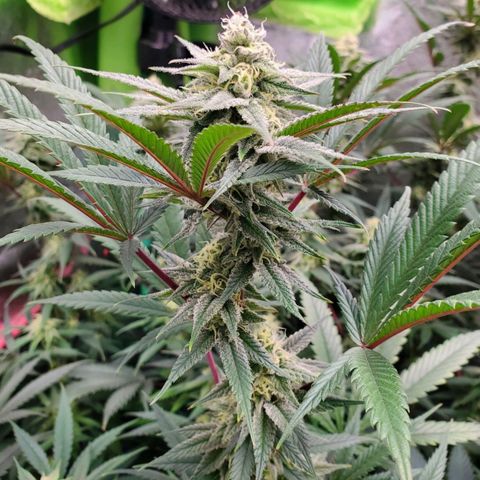 Scooby Snacks 1i 🐕 [4/15] growlog timeline photo