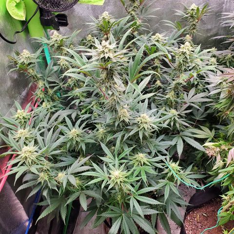 Scooby Snacks 1i 🐕 [4/15] growlog timeline photo