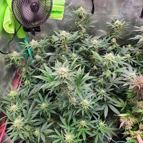 Scooby Snacks 1i 🐕 [4/15] growlog timeline photo