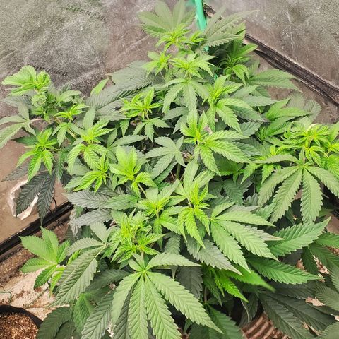 Vanilla Drip 1🍦 [6/24] growlog timeline photo