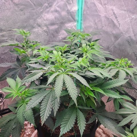 Vanilla Drip 1🍦 [6/24] growlog timeline photo