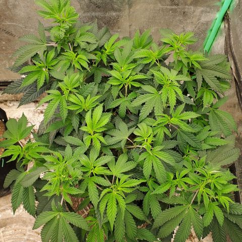 Vanilla Drip 1🍦 [6/24] growlog timeline photo