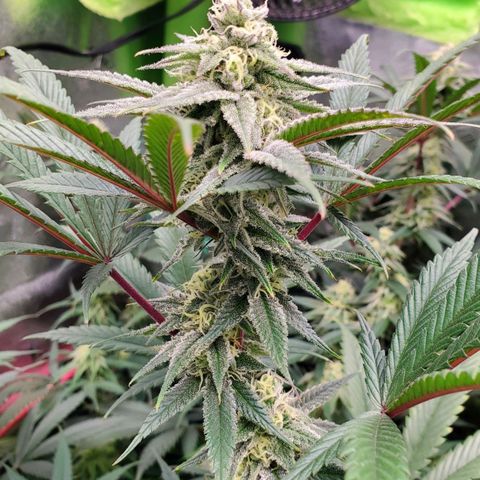 Scooby Snacks 1i 🐕 [4/15] growlog timeline photo
