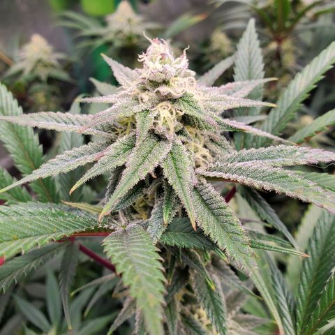 Scooby Snacks 1i 🐕 [4/15] growlog timeline photo