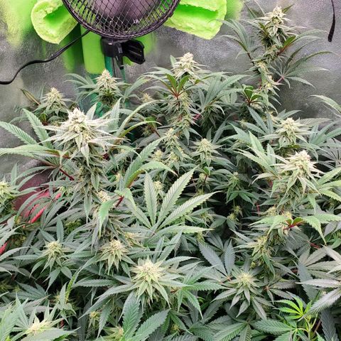 Scooby Snacks 1i 🐕 [4/15] growlog timeline photo