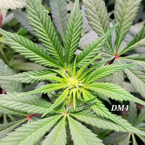 Dragon Mints 4💥 [4/29] growlog timeline photo