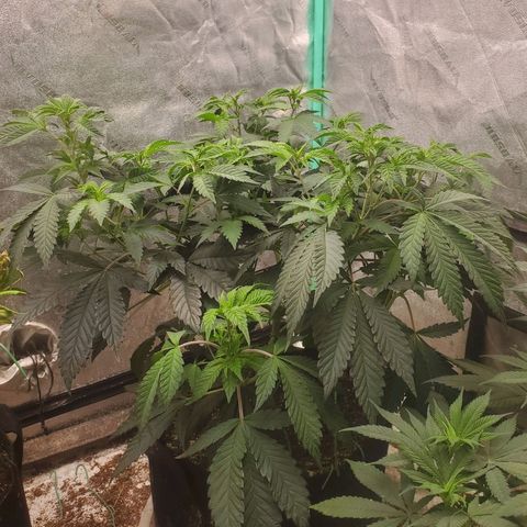 Vanilla Drip 1🍦 [6/24] growlog timeline photo