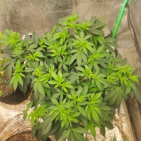 Vanilla Drip 1🍦 [6/24] growlog timeline photo
