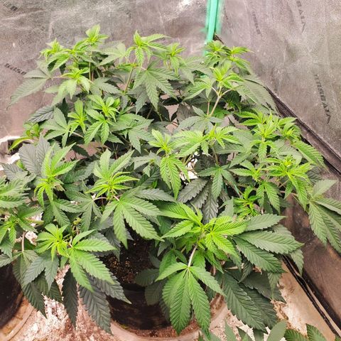 Vanilla Drip 1🍦 [6/24] growlog timeline photo