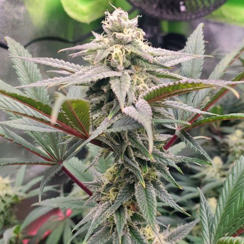 Scooby Snacks 1i 🐕 [4/15] growlog timeline photo