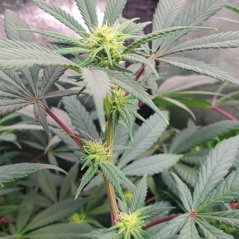 Dragon Mints 4💥 [4/29] growlog timeline photo