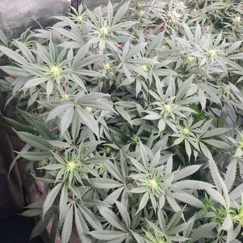 Dragon Mints 4💥 [4/29] growlog timeline photo