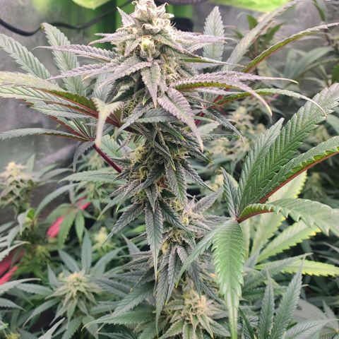 Scooby Snacks 1i 🐕 [4/15] growlog timeline photo
