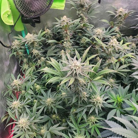 Scooby Snacks 1i 🐕 [4/15] growlog timeline photo