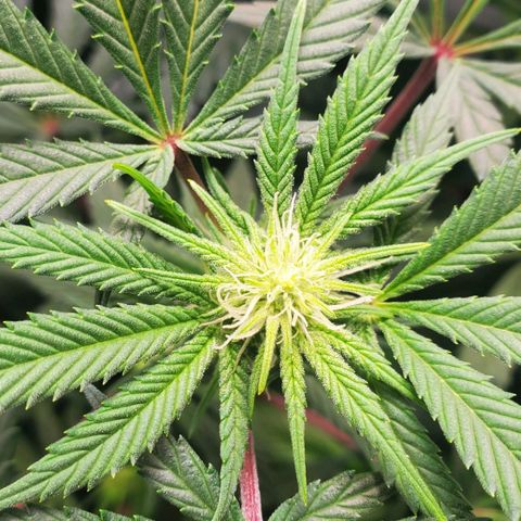 Dragon Mints 4💥 [4/29] growlog timeline photo