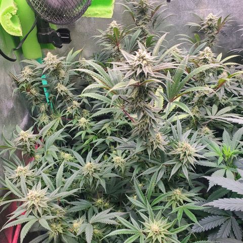 Scooby Snacks 1i 🐕 [4/15] growlog timeline photo