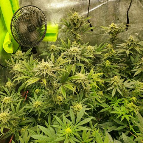 Scooby Snacks 1i 🐕 [4/15] growlog timeline photo