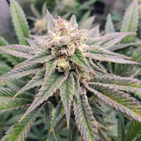 Scooby Snacks 1i 🐕 [4/15] growlog timeline photo