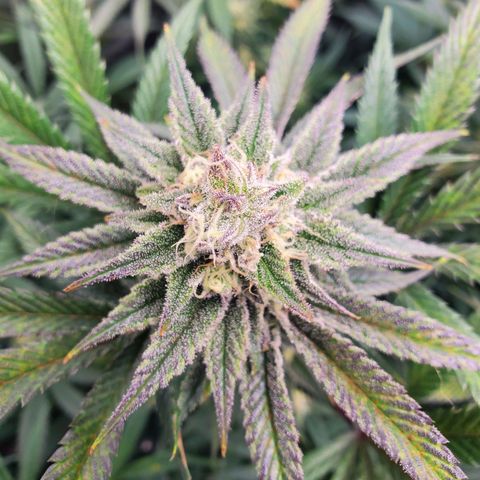 Scooby Snacks 1i 🐕 [4/15] growlog timeline photo