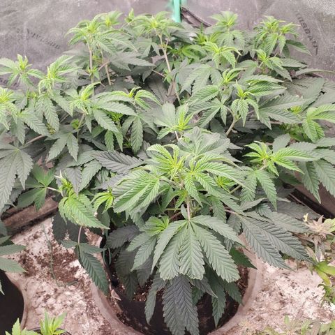 Vanilla Drip 1🍦 [6/24] growlog timeline photo
